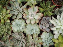Different Small Piurple And Green Echeveria Succulents ( Crassulaceae) Aligned Next To Each Other
