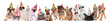 group of many funny pets wearing birthday hats