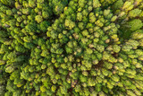 Fototapeta Na ścianę - Green summer autumn forest aerial view