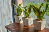 Three snake plants in creative clay pots on light grey grunge background