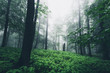 Mystische Nebelbildung im Natur Wald