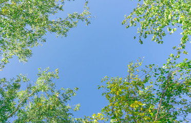 Wall Mural - green crown trees view from below into the sky. green crown of trees against the sky. view of the sk