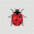 Realistic ladybug top view isolated on 
Transparent background. Vector illustration of realistic 
ladybug. Can Be Used As Insect Symbols.