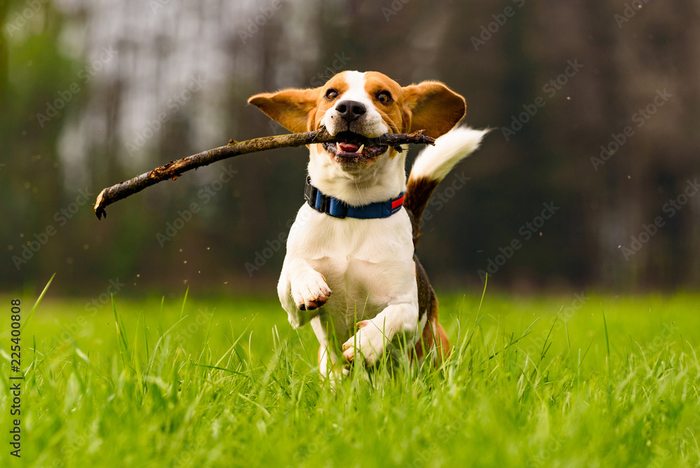 Dog Beagle with a stick on a green field during spring runs towards camera - obrazy, fototapety, plakaty 