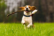 © Przemyslaw Iciak - Dog Beagle with a stick on a green field during spring runs towards camera