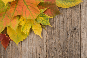 Wall Mural - Autumn Leaves over wooden background 