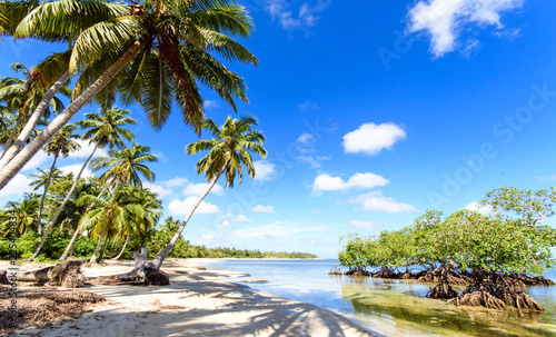 Ferien Tourismus Sommer Sonne Strand Auszeit Meer Gluck Entspannung Meditation Palmen Mangroven Traumurlaub An Einem Einsamen Karibischen Strand Buy This Stock Photo And Explore Similar Images At Adobe Stock Adobe Stock