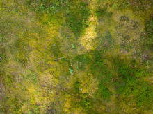 Top View To Forest Vegetation, Moss And Grass. Green Nature Background.