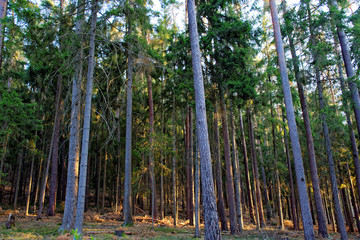 beautiful evening forest