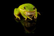 Studio photo of a Green Treefrog, Hyla cinerea, against a reflective black background.