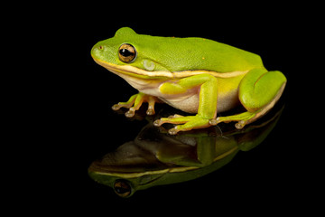studio photo of a green treefrog, hyla cinerea, against a reflective black background.