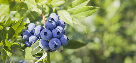 Wall Mural - Blueberries - Vaccinium corymbosum, high huckleberry, blush with abundance of crop. Blue ripe berries fruit on the healthy green plant. Food plantation - blueberry field, orchard.