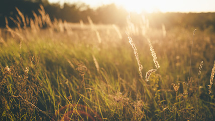 Wall Mural - Majestic field in the sunlight.