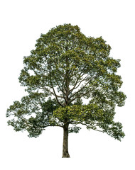 The tree is completely separated from the white ba background Scientific name Dipterocarpus alatus