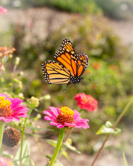 monarch in flight