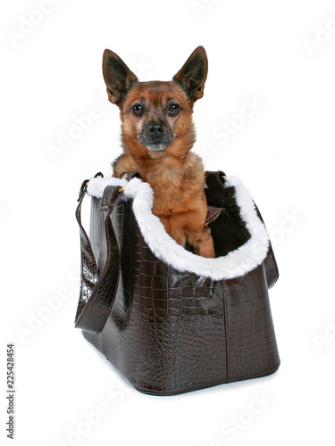 fur lined dog carrier