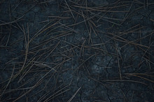 Top View Photo. Ground Texture With Coniferous Needles For Background. Dark Ground