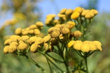 Yellow Tansy Flowers In A Field With A Blue Sky
