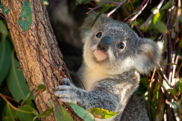 Wall Mural - Koala joey looks for eucalyptus leaves to eat