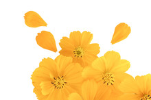 Flat Lay Background Of Yellow Cosmos Flowers