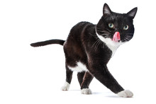 Black And White Tuxedo Cat Sticking Its Tongue Out