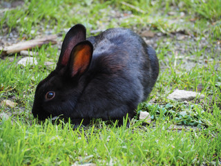 Black bunny in grass