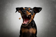 Hund Zwergpinscher Pinscher schnappt fängt Leckerlie in der Luft und zieht Grimasse