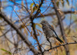 © Kerry Hargrove - Mountain Bluebird Fledgling in a Russian Olive Tree