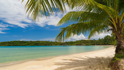 Wall Mural - Beautiful tropical beach and sea with coconut palm tree under blue sky