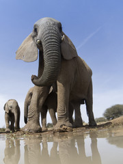 Wall Mural - African Elephants 