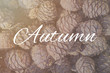 Cedar cones top view, background with text Autumn