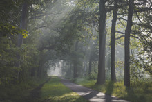 Sunlight Coming Through Trees And Foggy Misty Conditions On Cycling And Walking Path. Zonlicht Door De Boomtoppen En Mist Over Fietspad In Oisterwijkse Bossen En Vennen.