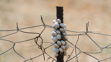 barbed wire 