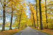 Road through dutch forest in autumn