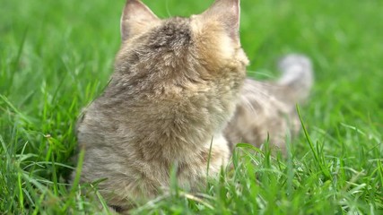 Poster - Cute kitten playing in the garden under sunlight