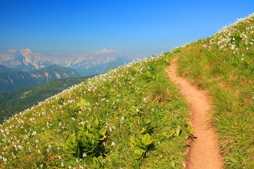 Sticker - Daffodil mountain in Slovenia