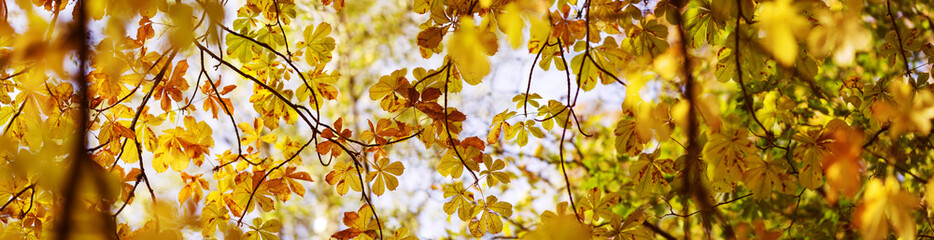 Canvas Print - yellow chestnut leaves in autumn with beautiful sunlight. Autumnal foliage with blurry background