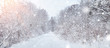 trees covered with snow in the forest on frosty morning. Beautiful winter panorama at snowfall