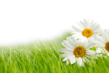 White daisy flowers in green grass