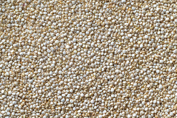 Canvas Print - Quinoa: top view