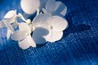 Wunderschöne reine Blüten auf Jeans Stoff Textur Hintergrund Reinheit