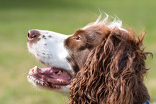 English Springer Spaniel Dog Portrait In Park