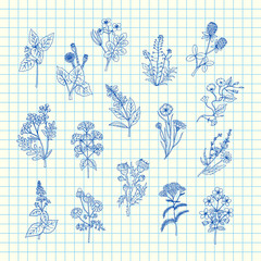 Wall Mural - vector hand drawn medical herbs set on blue cell sheet background illustration. herb medical and nat