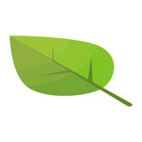 Fototapeta Kuchnia - Poplar tree leaf icon. Isometric of poplar tree leaf vector icon for web design isolated on white background
