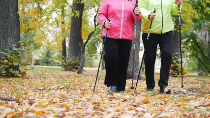 Wall Mural - Two elderly women are doing Scandinavian walking in the park. View from the ground