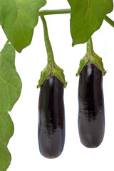 Poster - Two eggplants on a branch