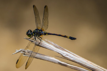 dragonfly