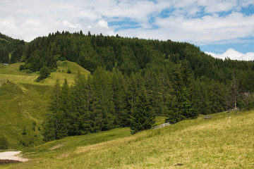 Wall Mural - Foresta selvaggia in Alta Badia, Alto Adige