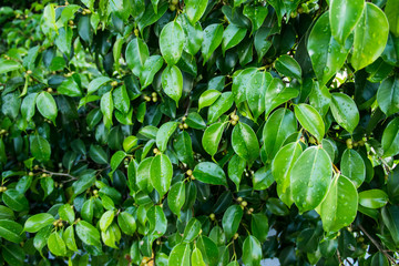 fresh nature green background leaf and dew