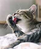 Fototapeta Koty - Tabby cat resting on a couch licking paw